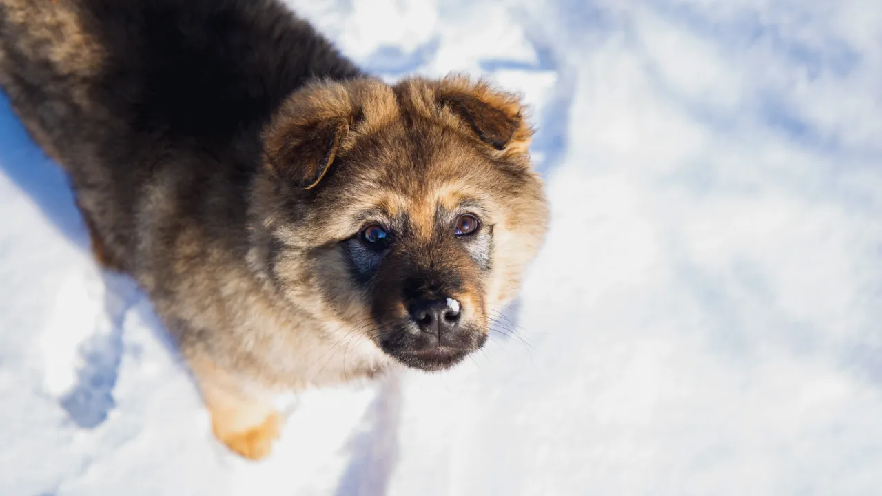 A fluffy puppy with a thick coat and dark facial markings standing on snow, looking up with curious eyes.