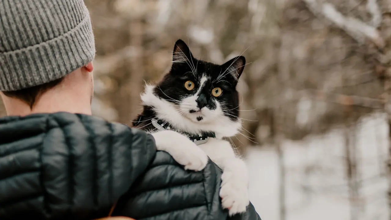 A black and white cat with wide eyes being held by a person in a grey beanie and dark jacket, outdoors in a snowy setting.