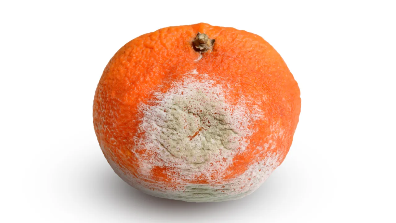 A moldy orange with a white and green patch of mold growing on its surface, indicating spoilage and decay.